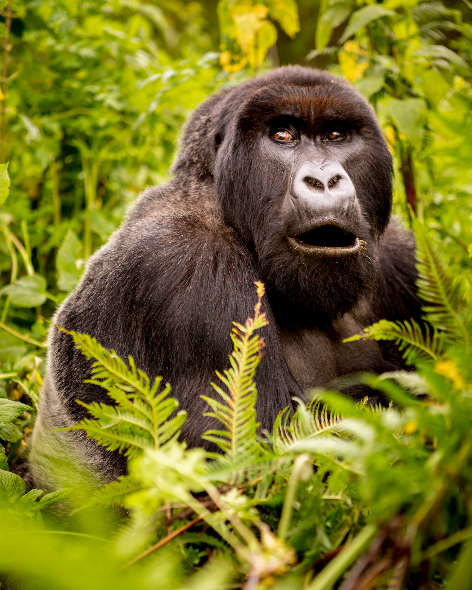 Members of the Giranzea gorilla family.