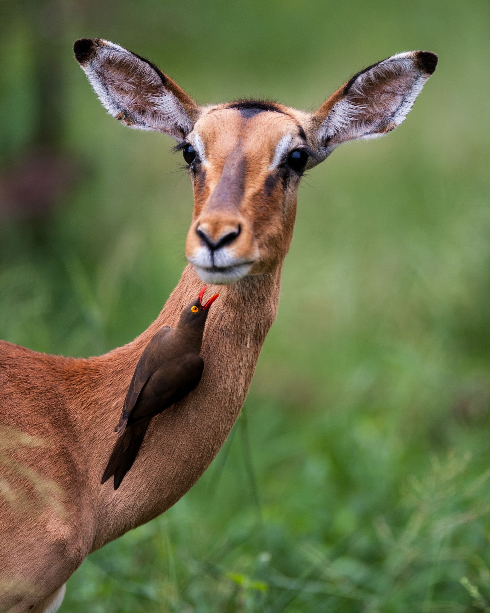 Wildlife in Hluehluwe