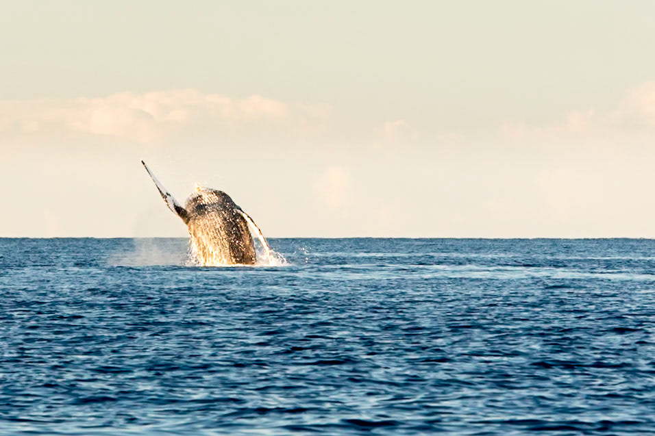 Images from Maui, Hawaii.