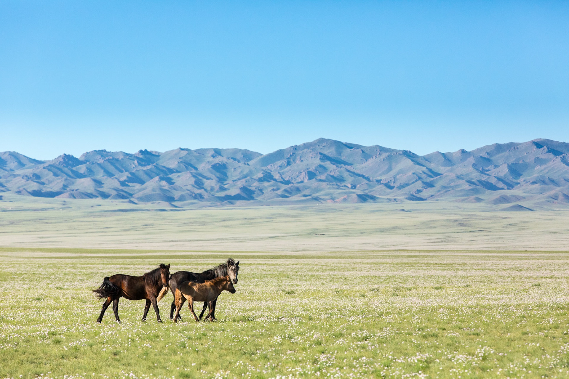 Horses on the Gobi Desert.