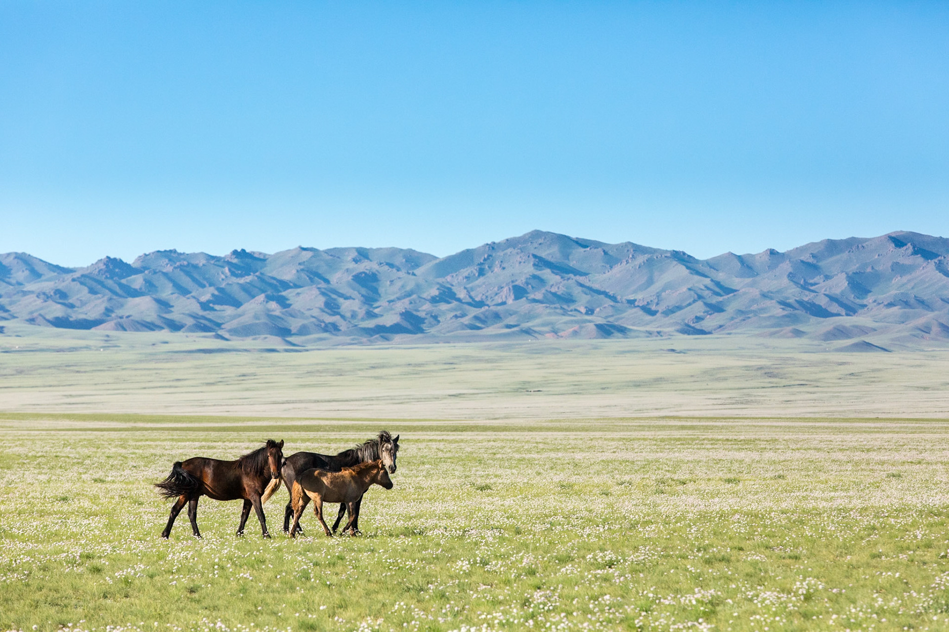 Horses on the Gobi Desert.