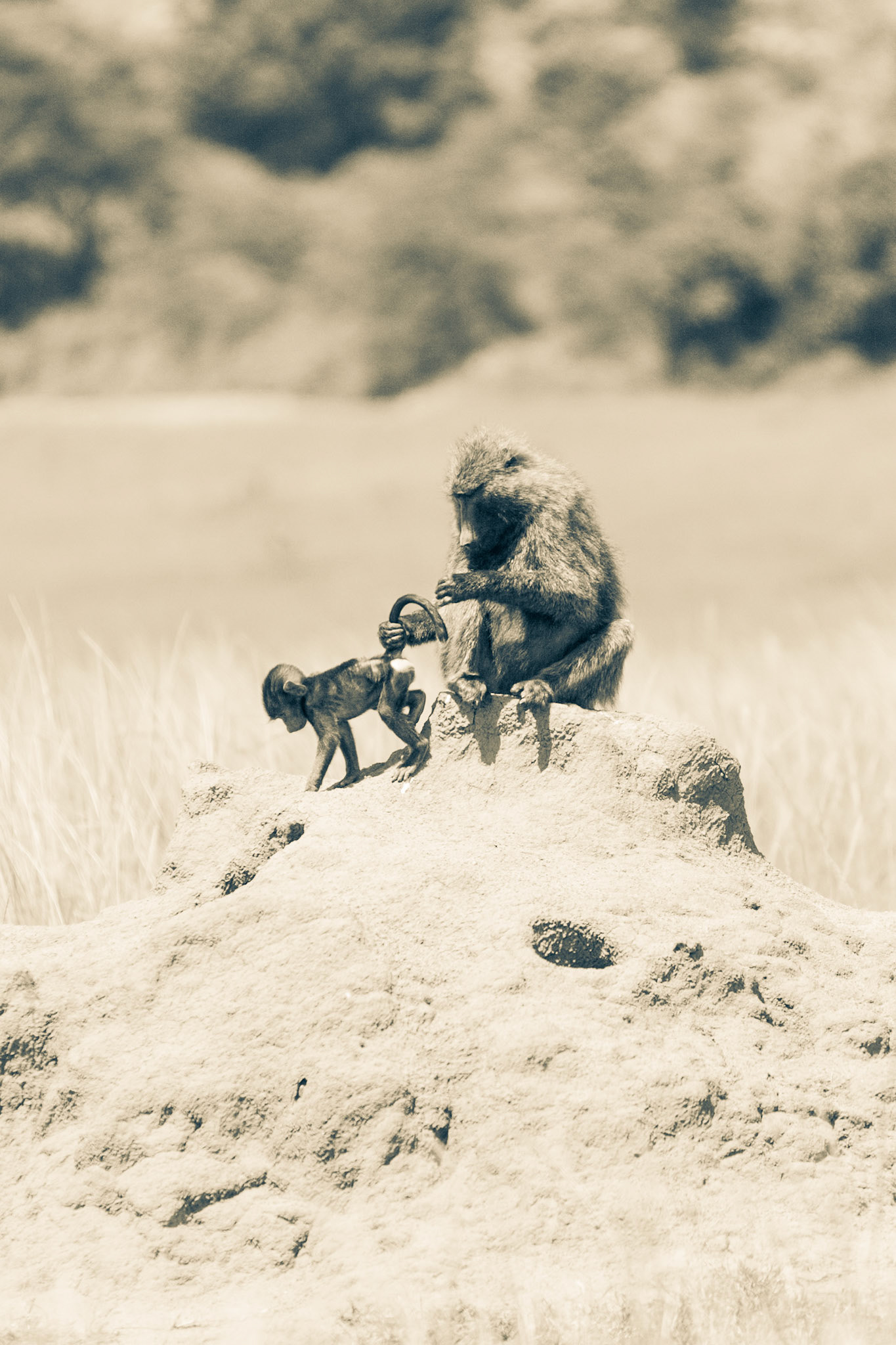On safari in Kenya's Masai Mara