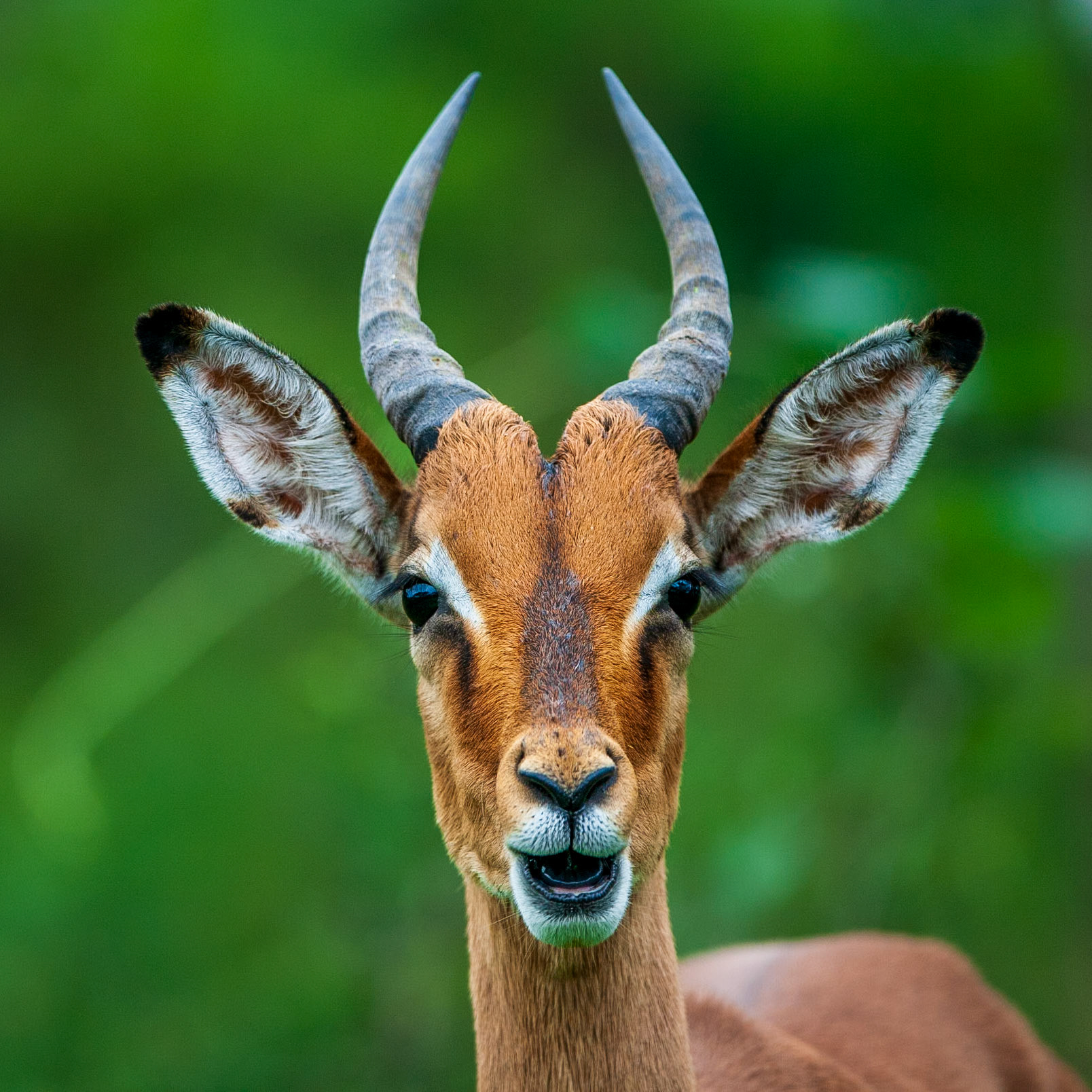 Wildlife in Hluehluwe