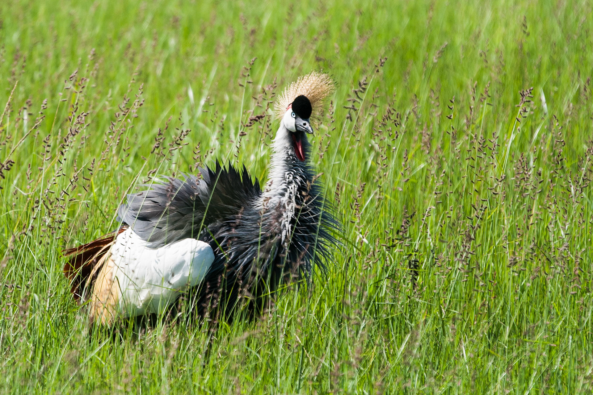 On safari in Kenya's Masai Mara
