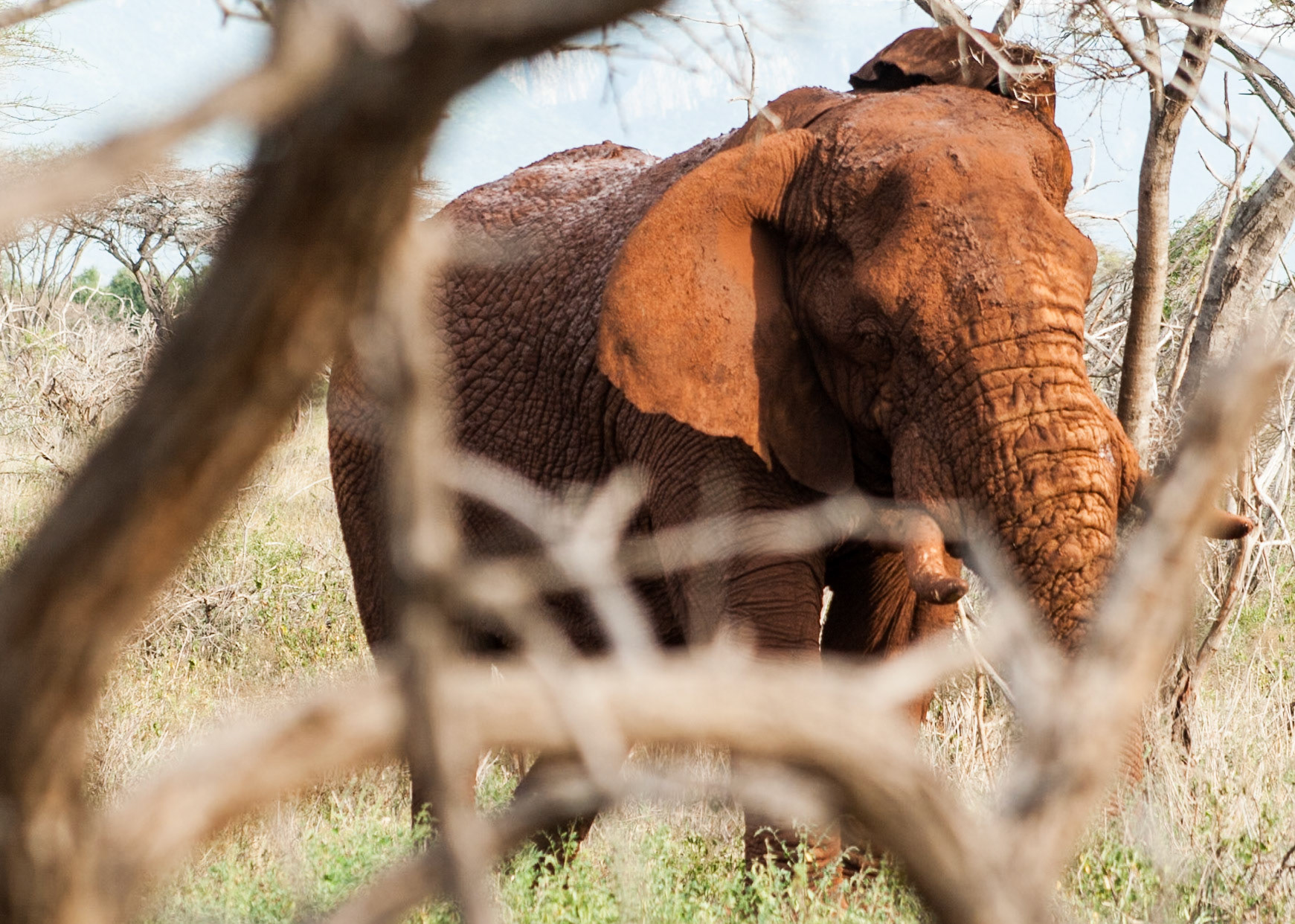 South African elephant