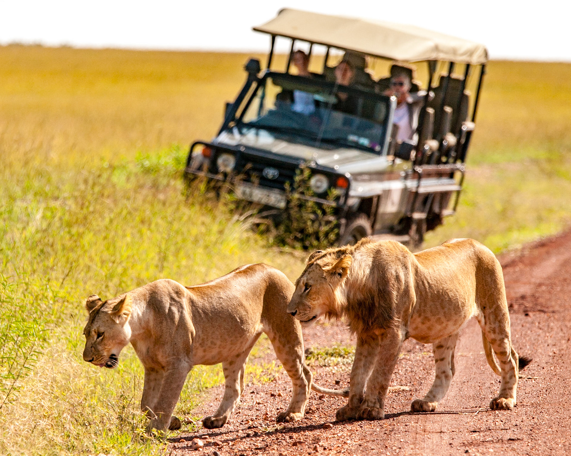 On safari in Kenya's Masai Mara