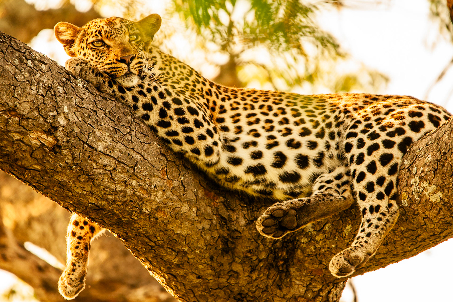 Leopard in Kruger National Park