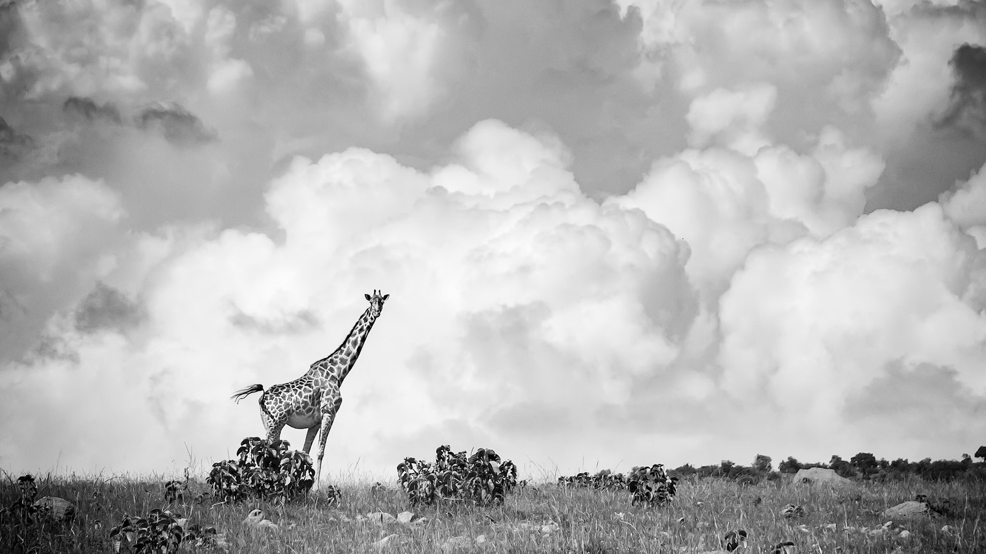 On safari in Kenya's Masai Mara