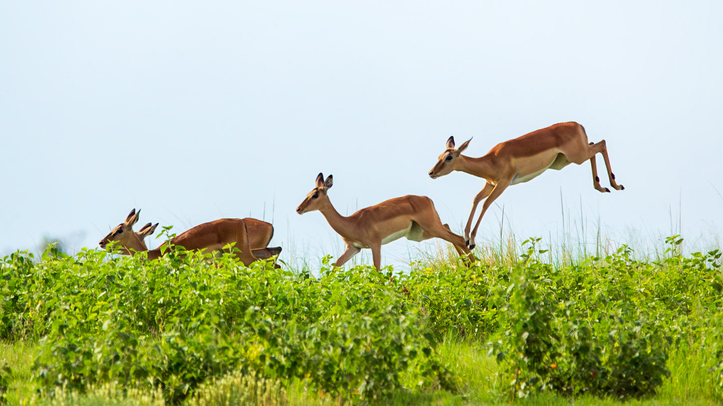 Images from Chobe National Park, in Botswana.