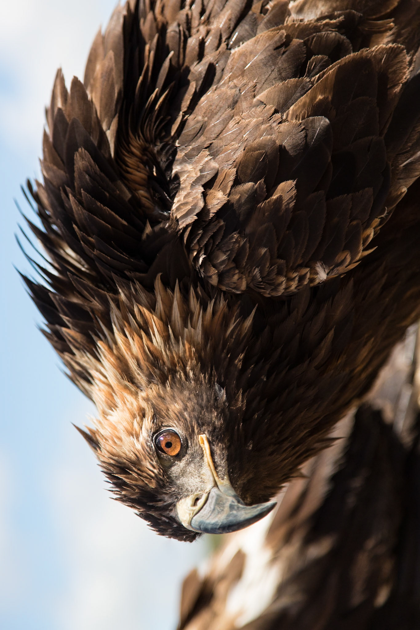 A kazakh eagle in Mongolia.
