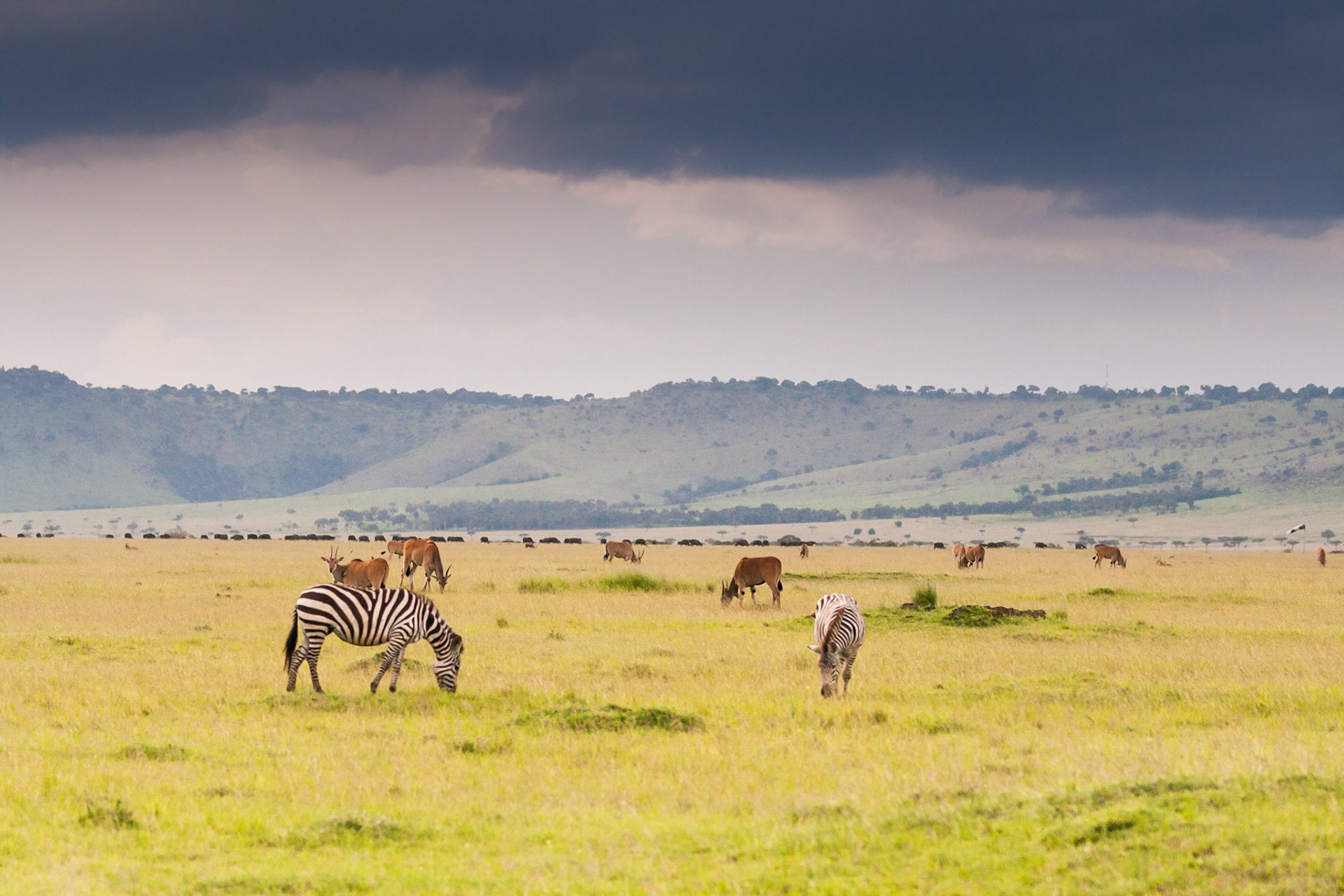 On safari in Kenya's Masai Mara