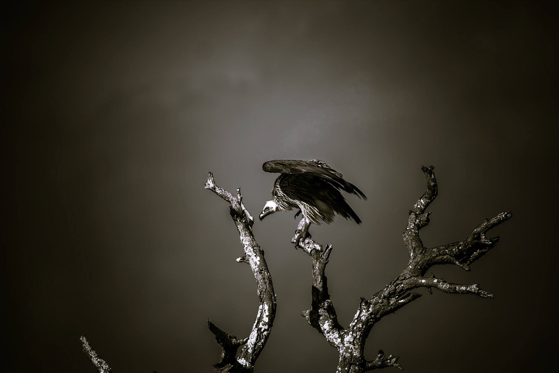 Vultures in South Africa.