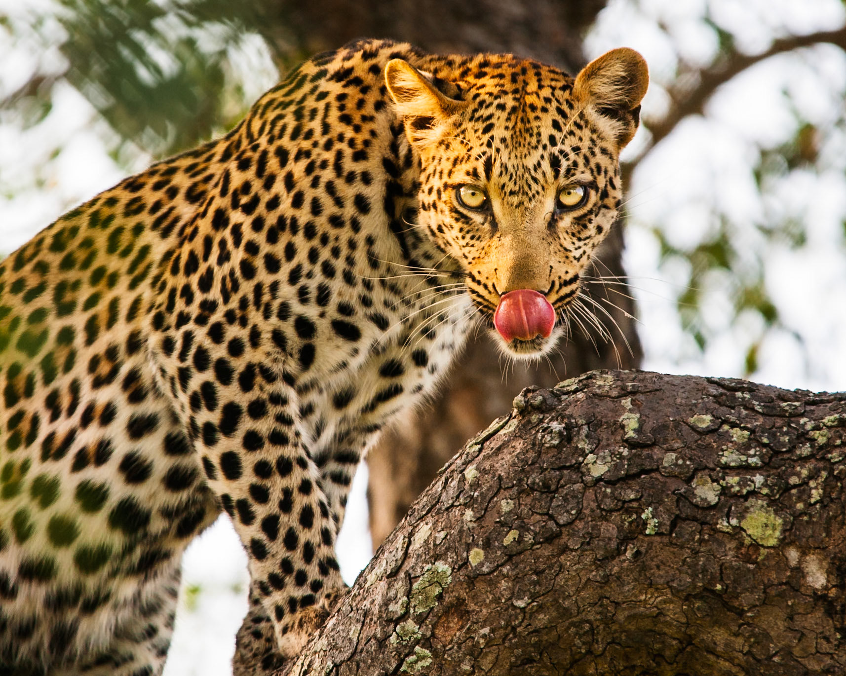 Leopard in Kruger National Park