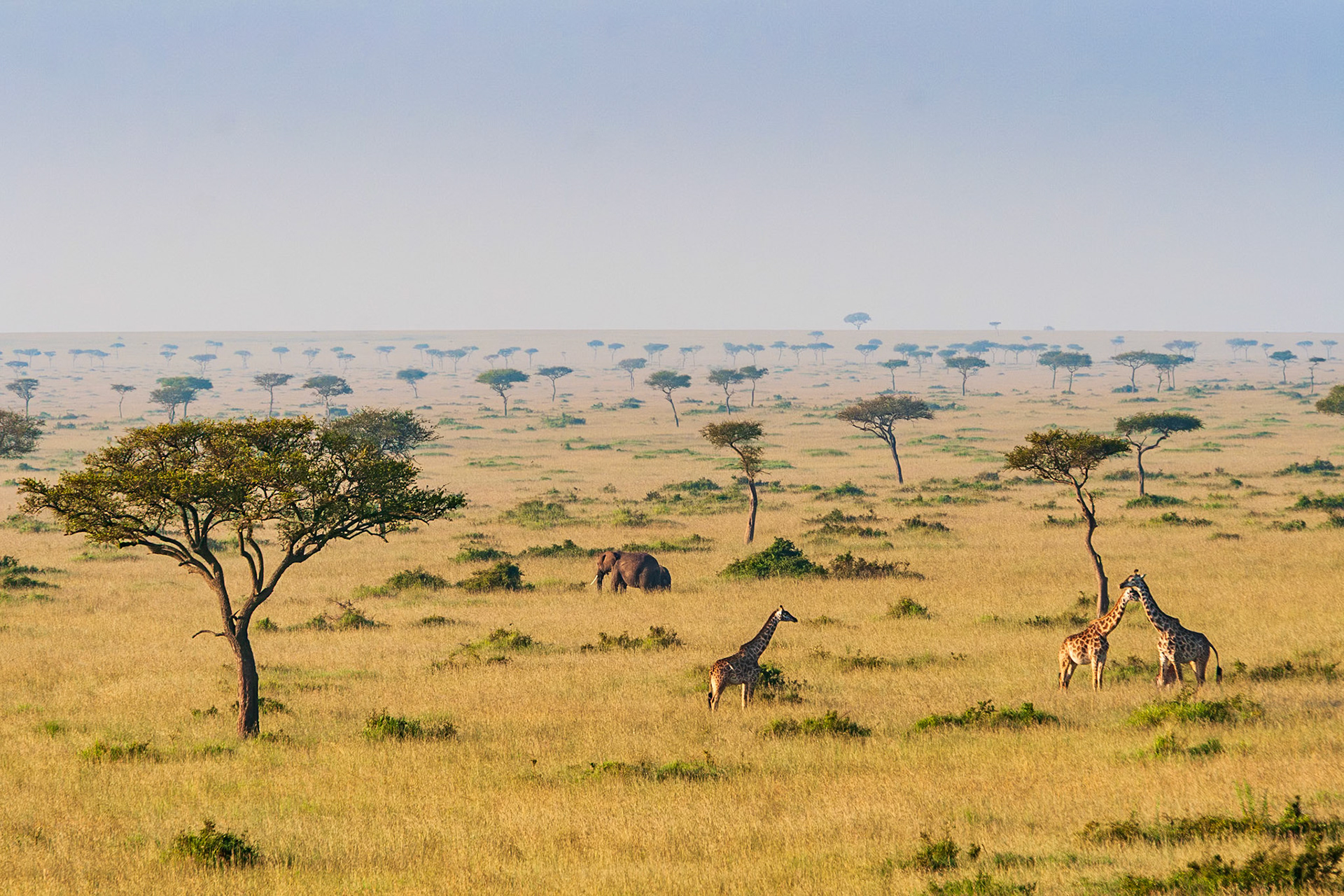 On safari in Kenya's Masai Mara