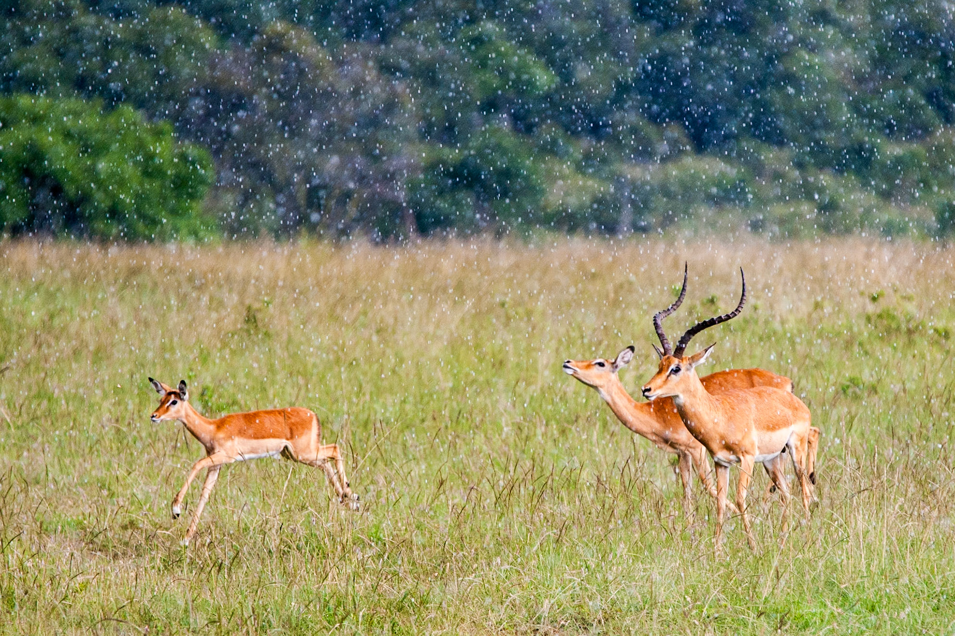 On safari in Kenya's Masai Mara