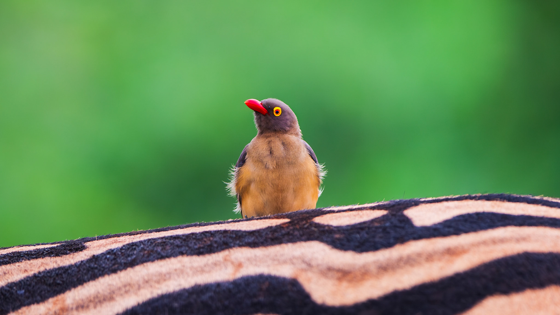 Wildlife in Hluehluwe