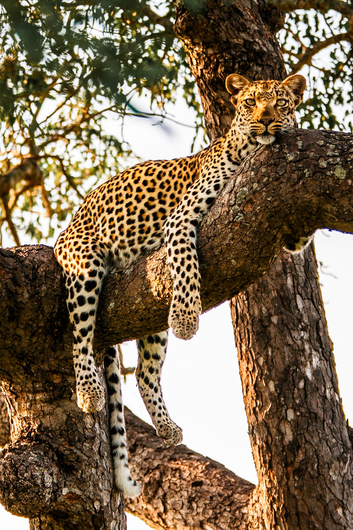 Leopard in Kruger National Park