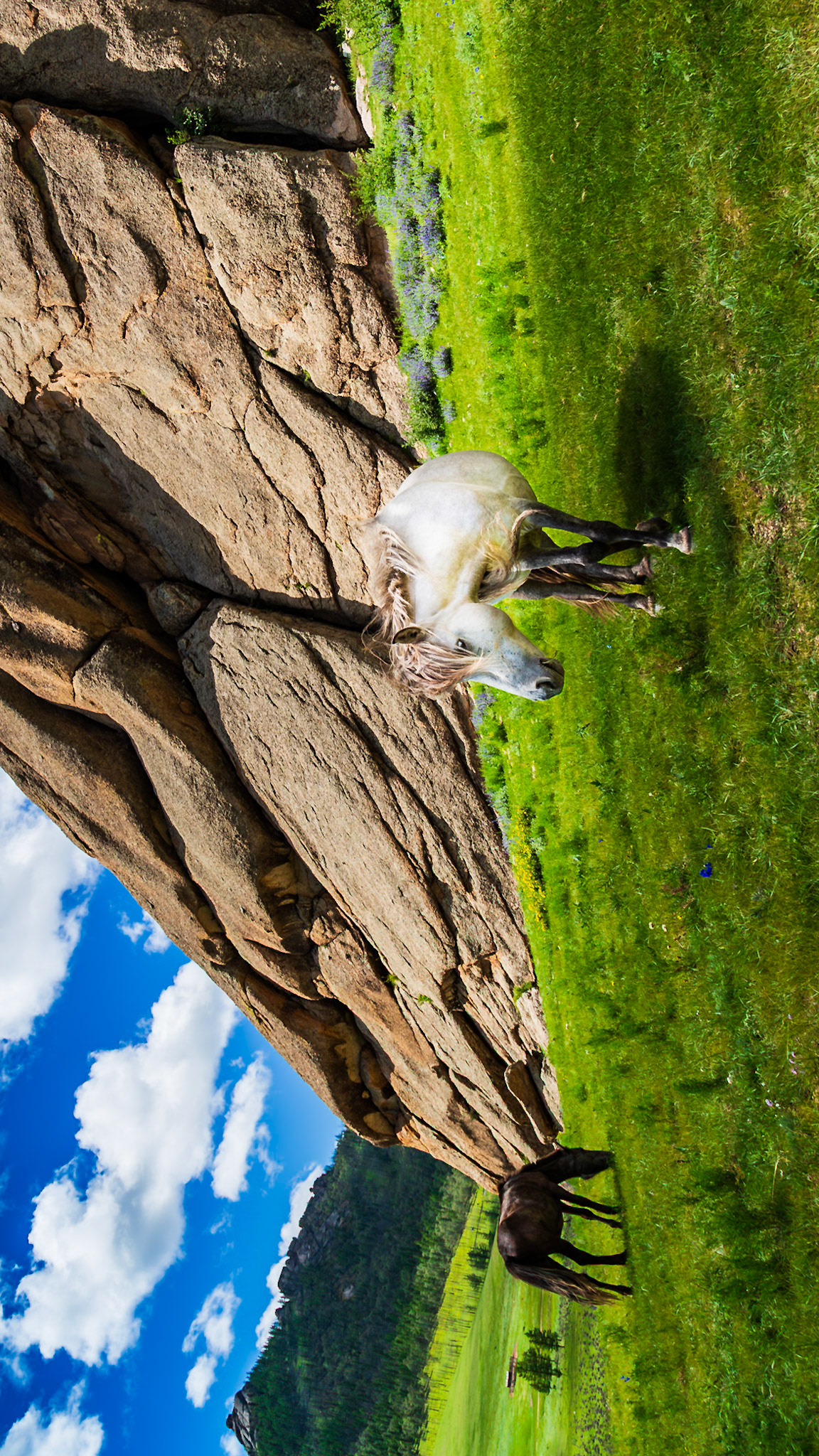 Horses at Turtle Rock in Mongolia.