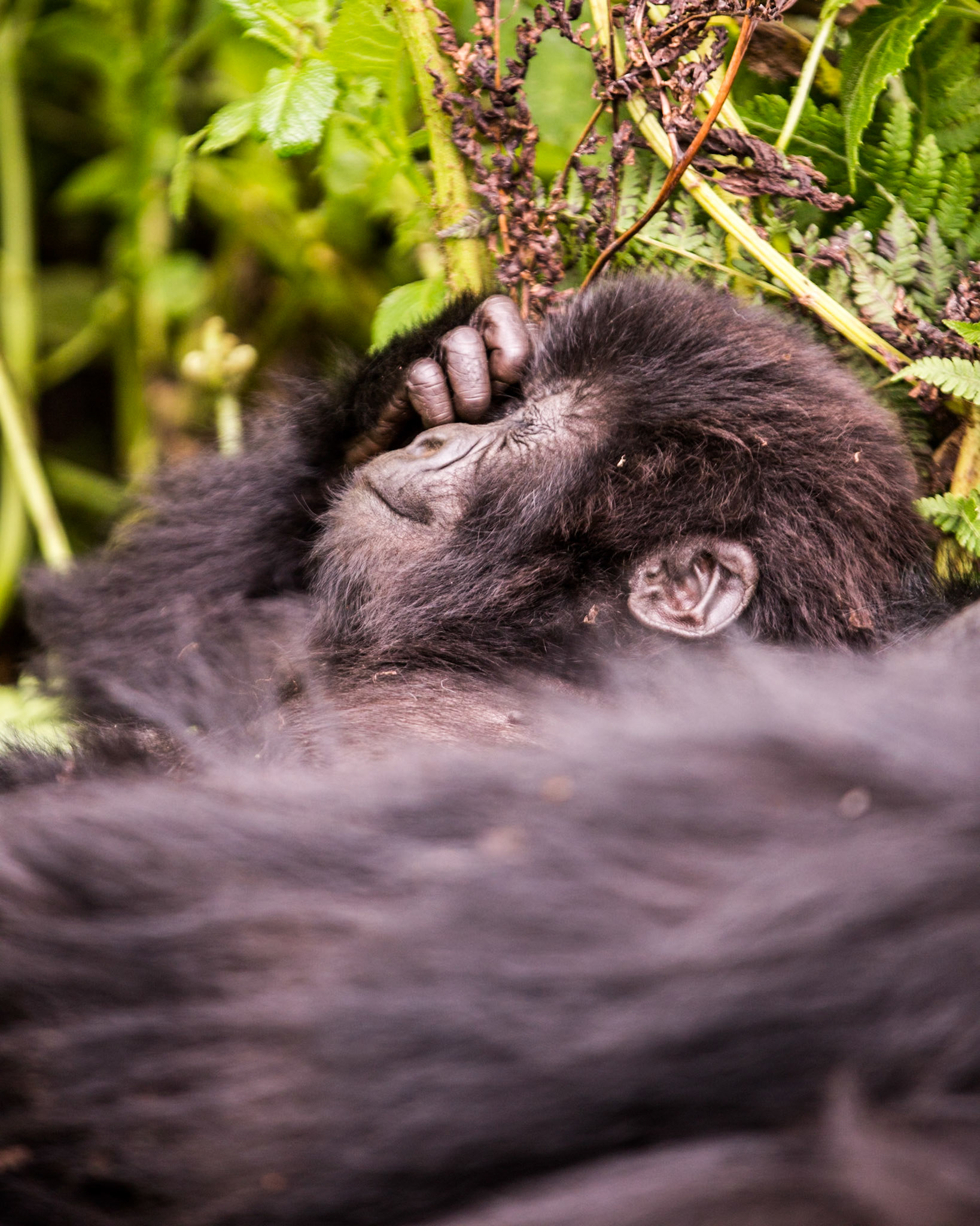 Members of the Giranzea gorilla family.