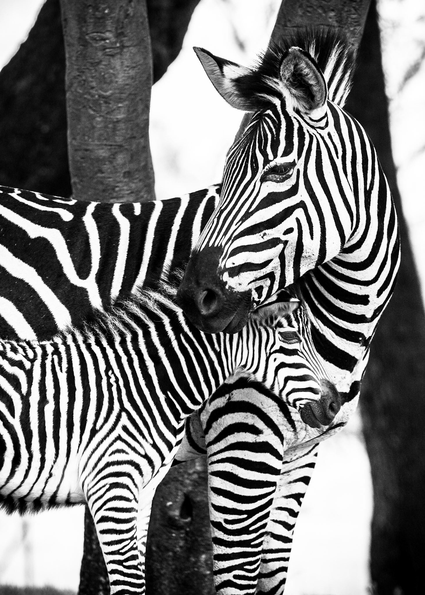 Mother and baby zebra.