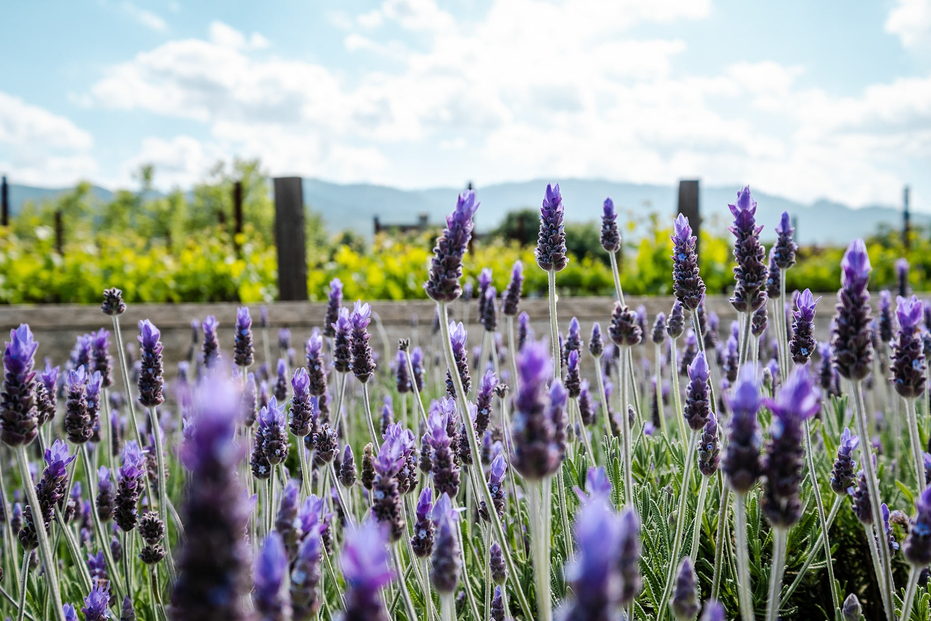 Fields of Lavender out side of HALL Wines St. Helena Napa Valley, California.