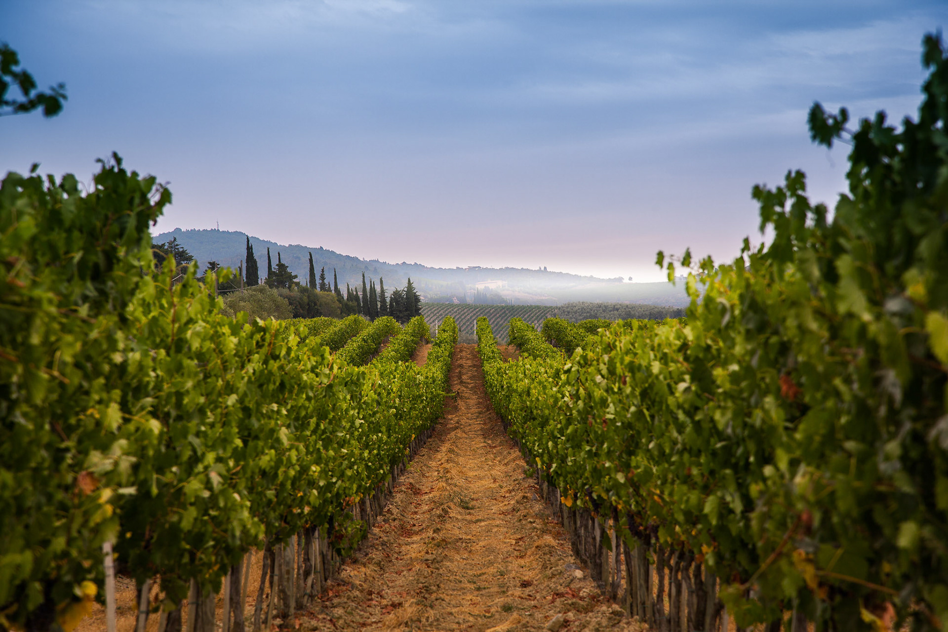 grapes in the vineyard of winemaker. vineyard in autumn florence italy