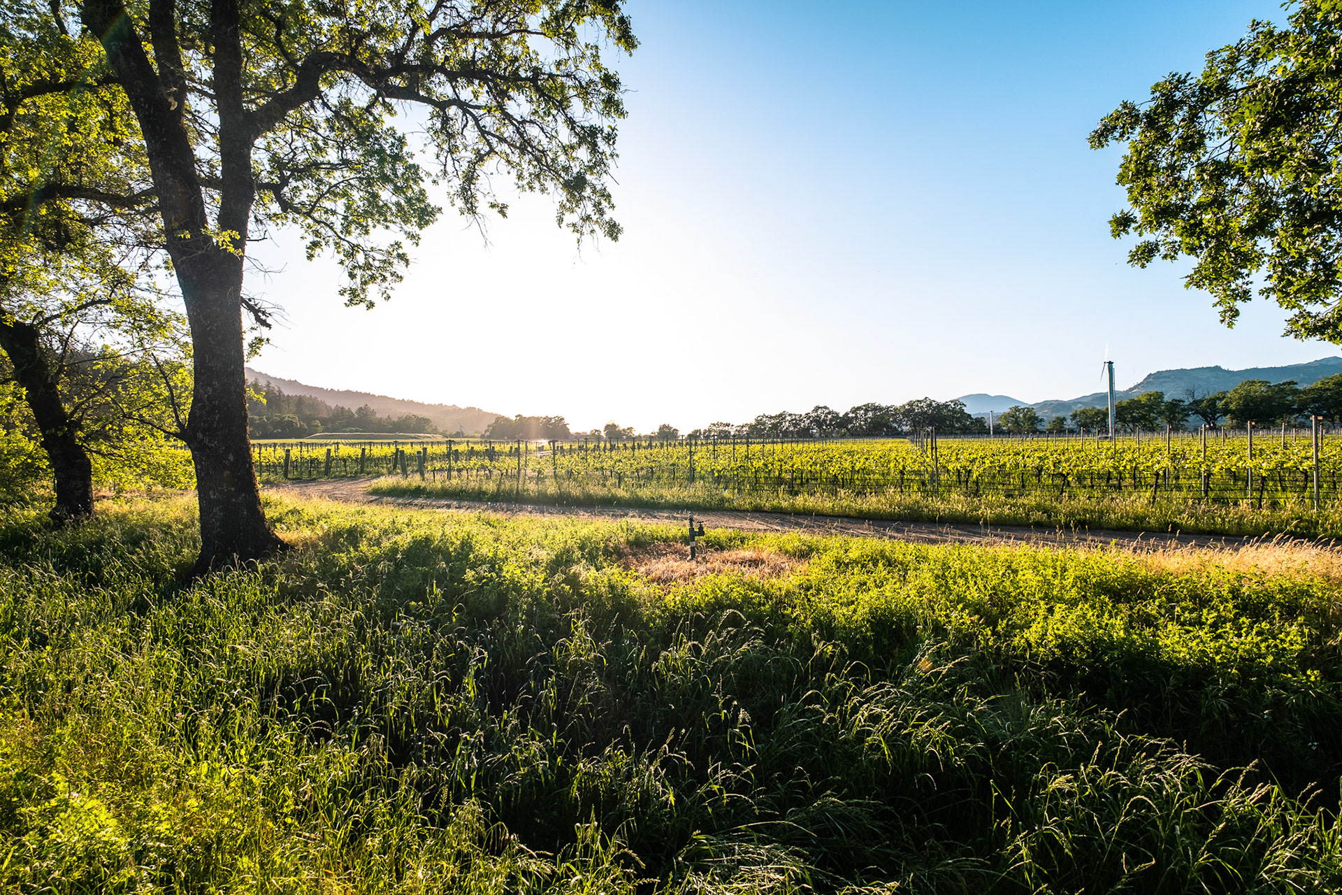 Fields of Napa Valley, California