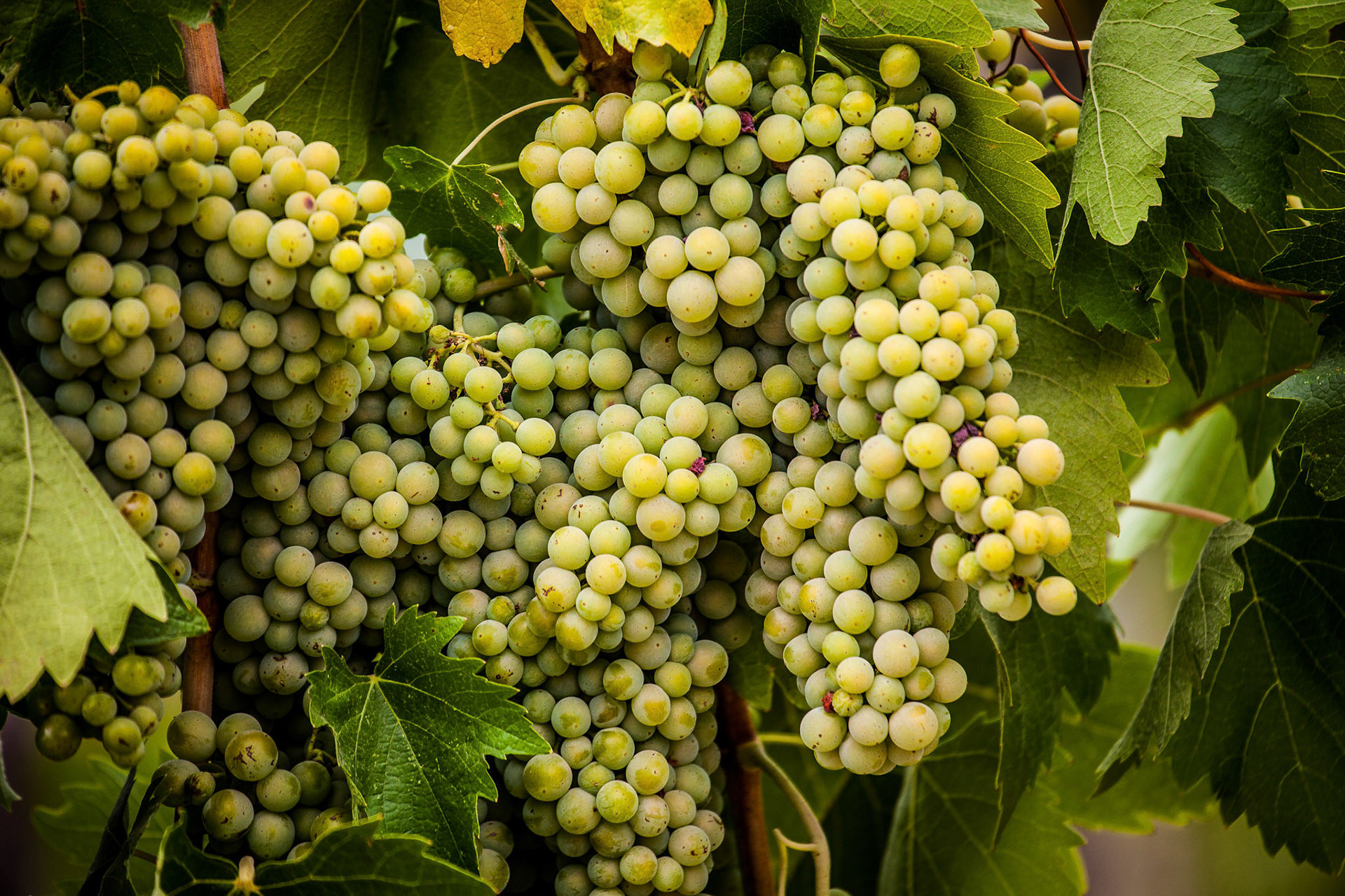grapes in the vineyard of winemaker. vineyard in autumn florence italy