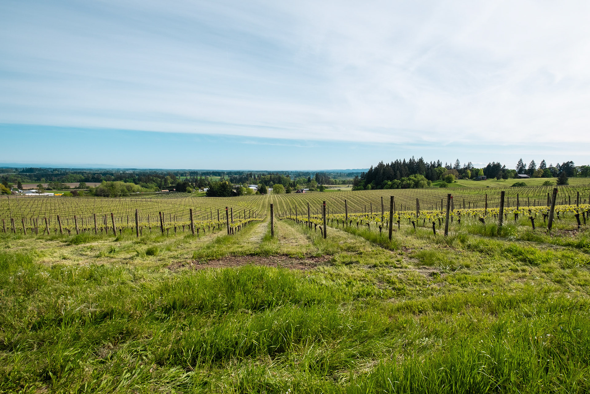 Sokol Blosser winery and tasting rooms. Dayton. Oregon