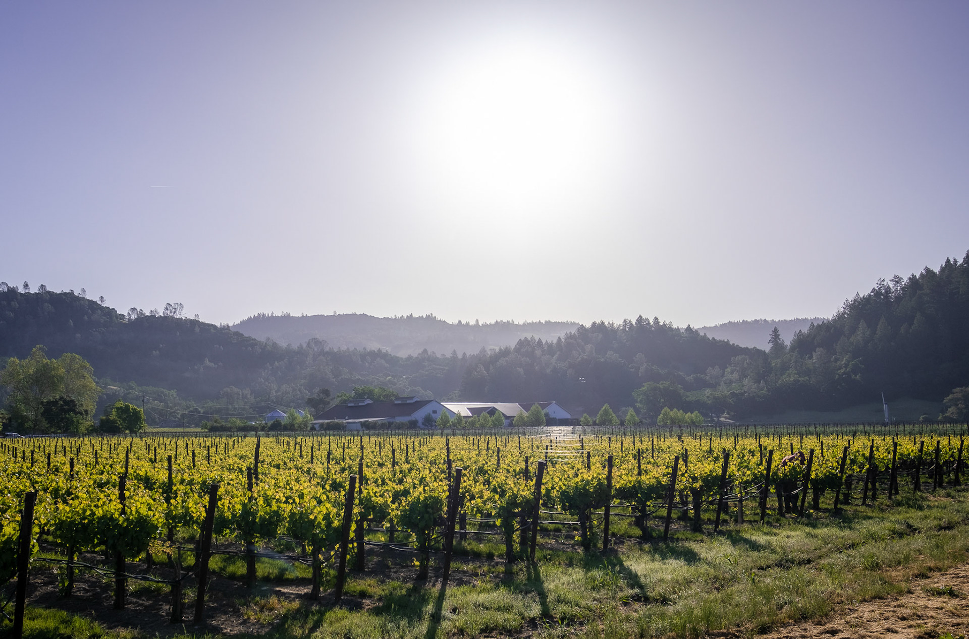 Fields of Napa Valley, California
