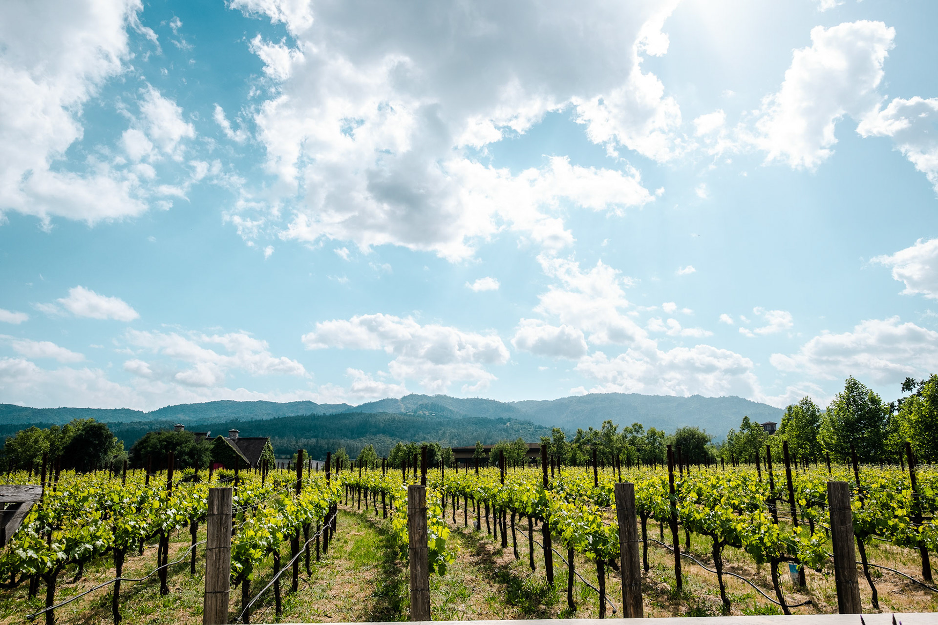 HALL Wines St. Helena Napa Valley, California.