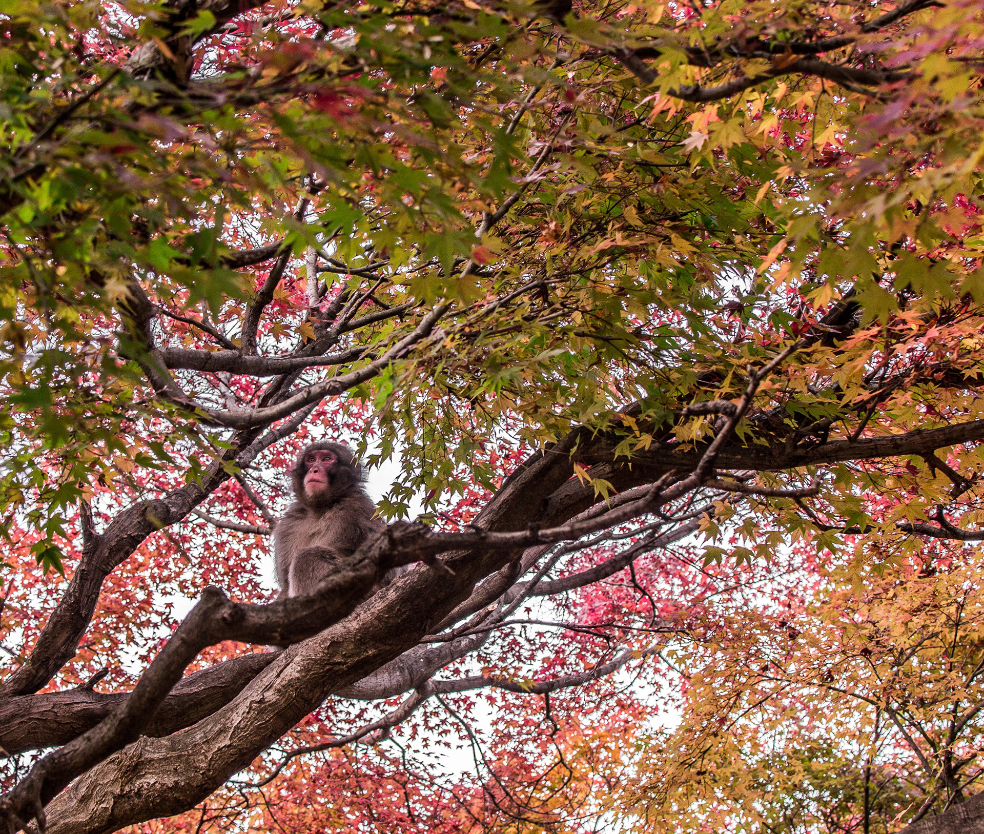 Arashiyama Monkey Park