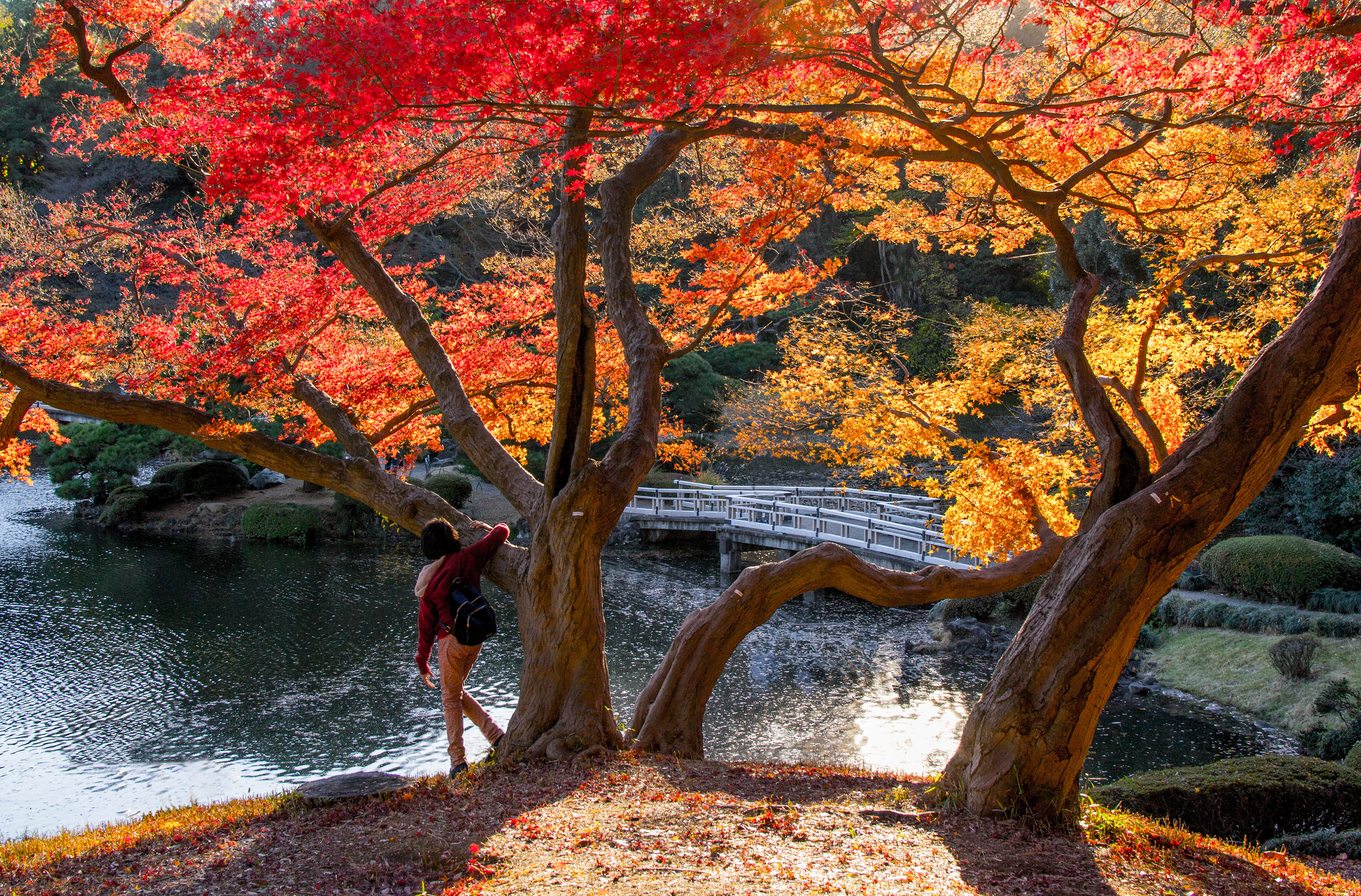 Shinjuku Gyoen