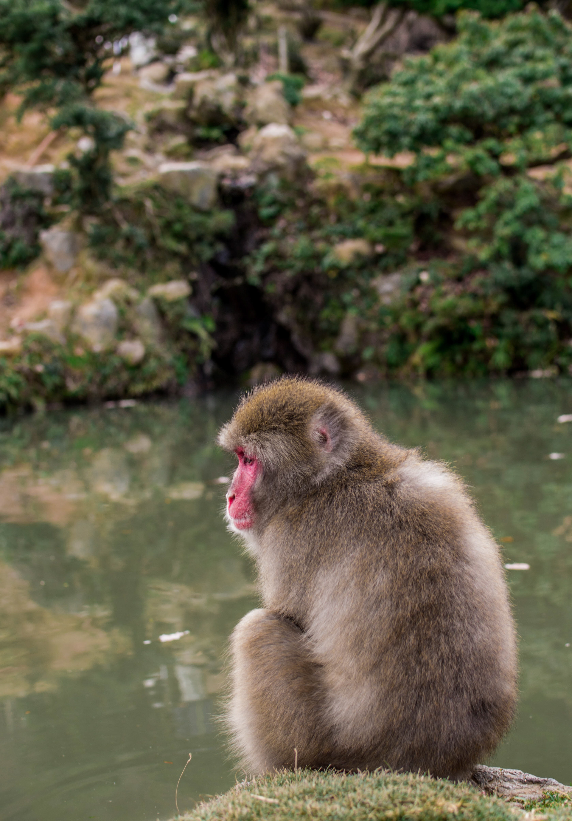 Arashiyama Monkey Park