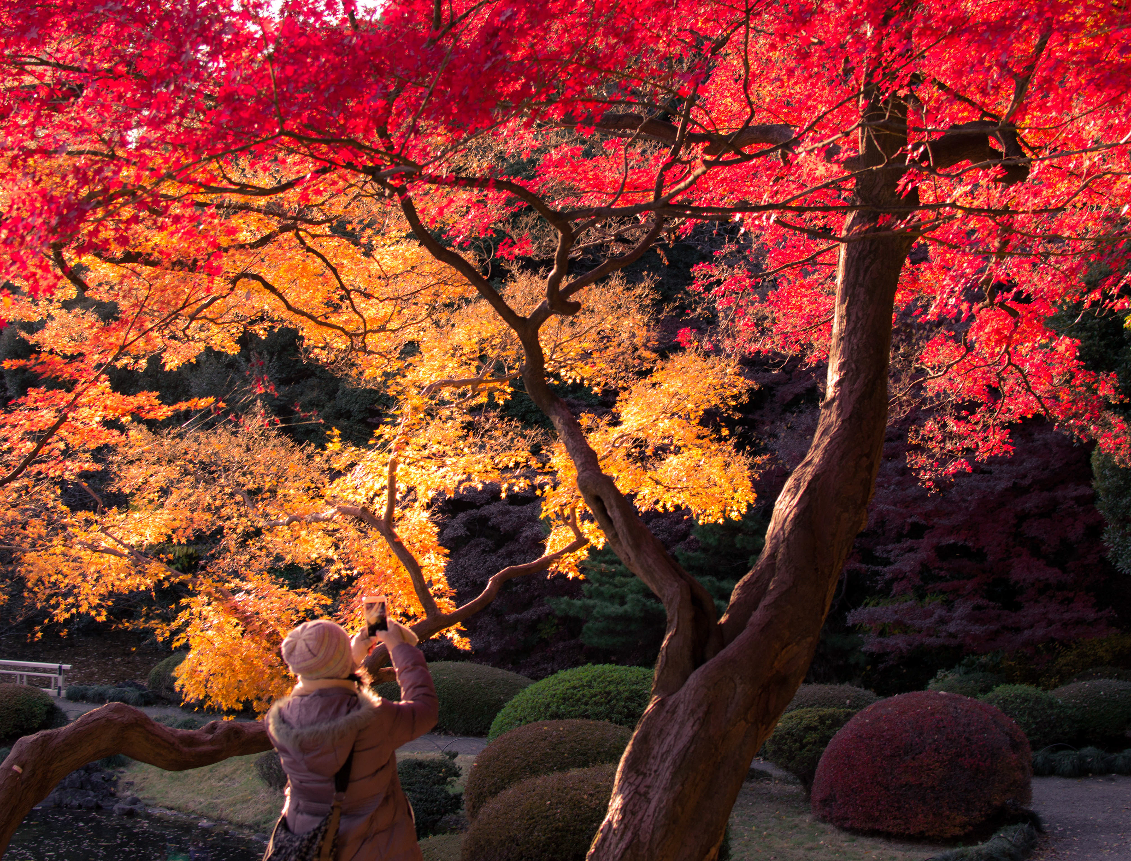 Shinjuku Gyoen