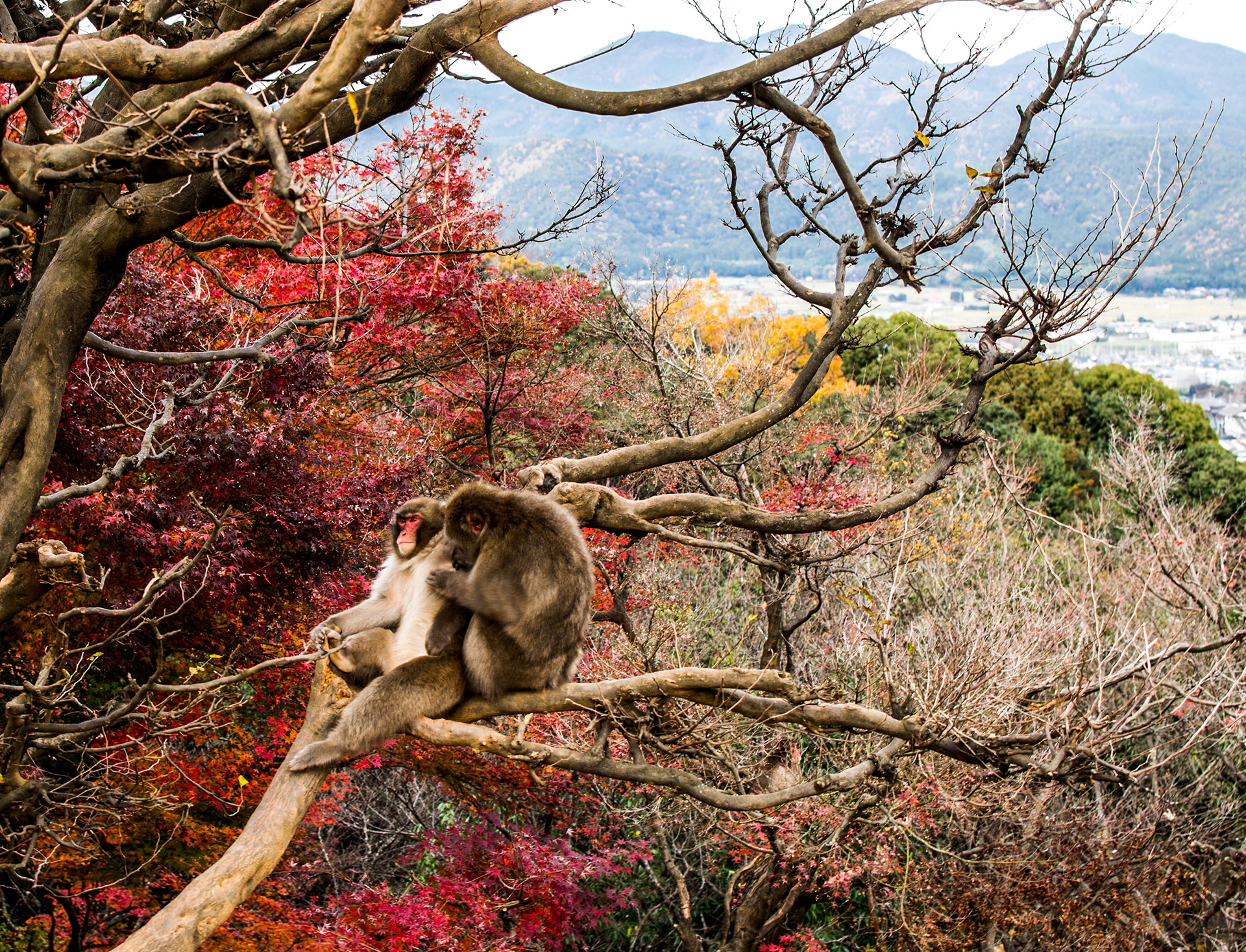 Arashiyama Monkey Park
