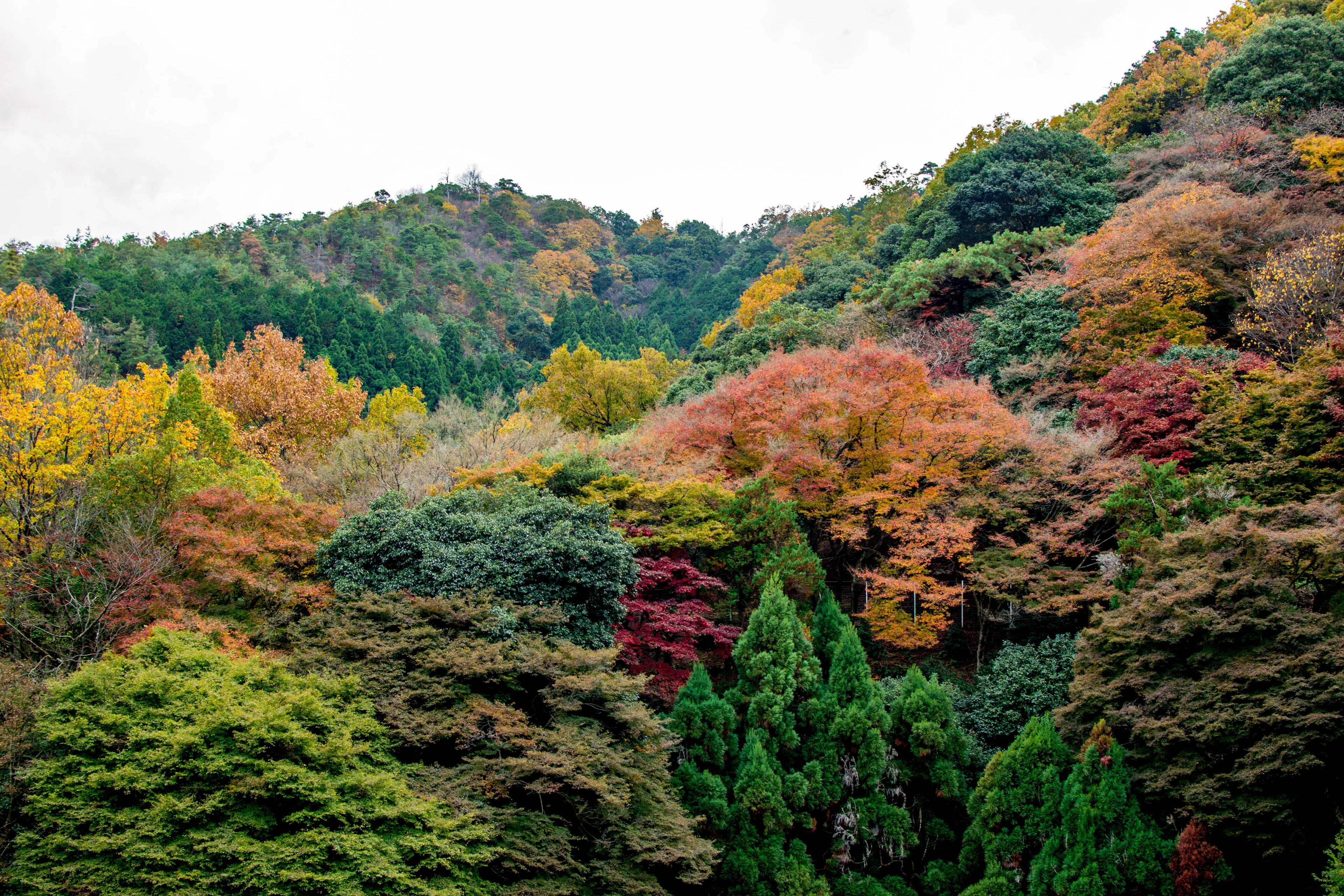 Arashiyama