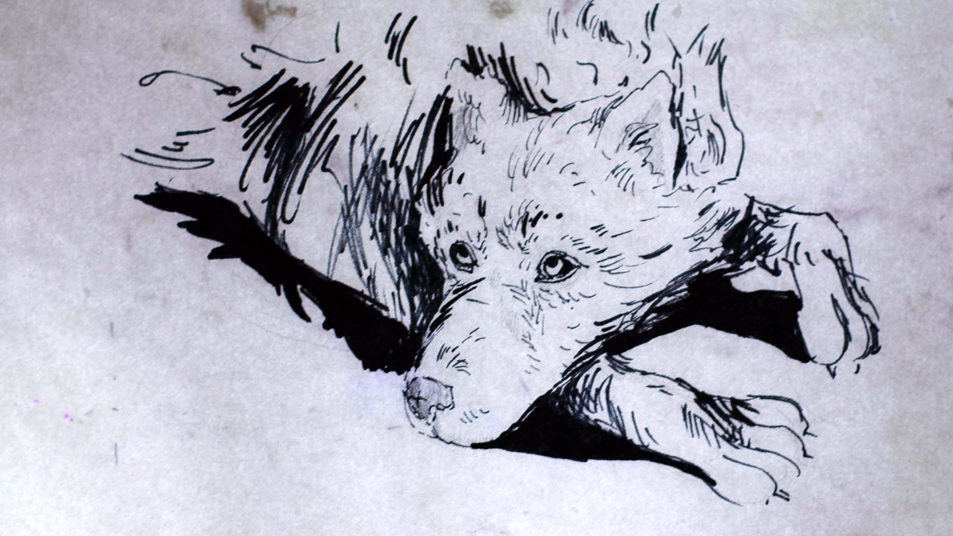 "Dog's field" by Michalina Musialik / best animated short at Krakow Film Festival