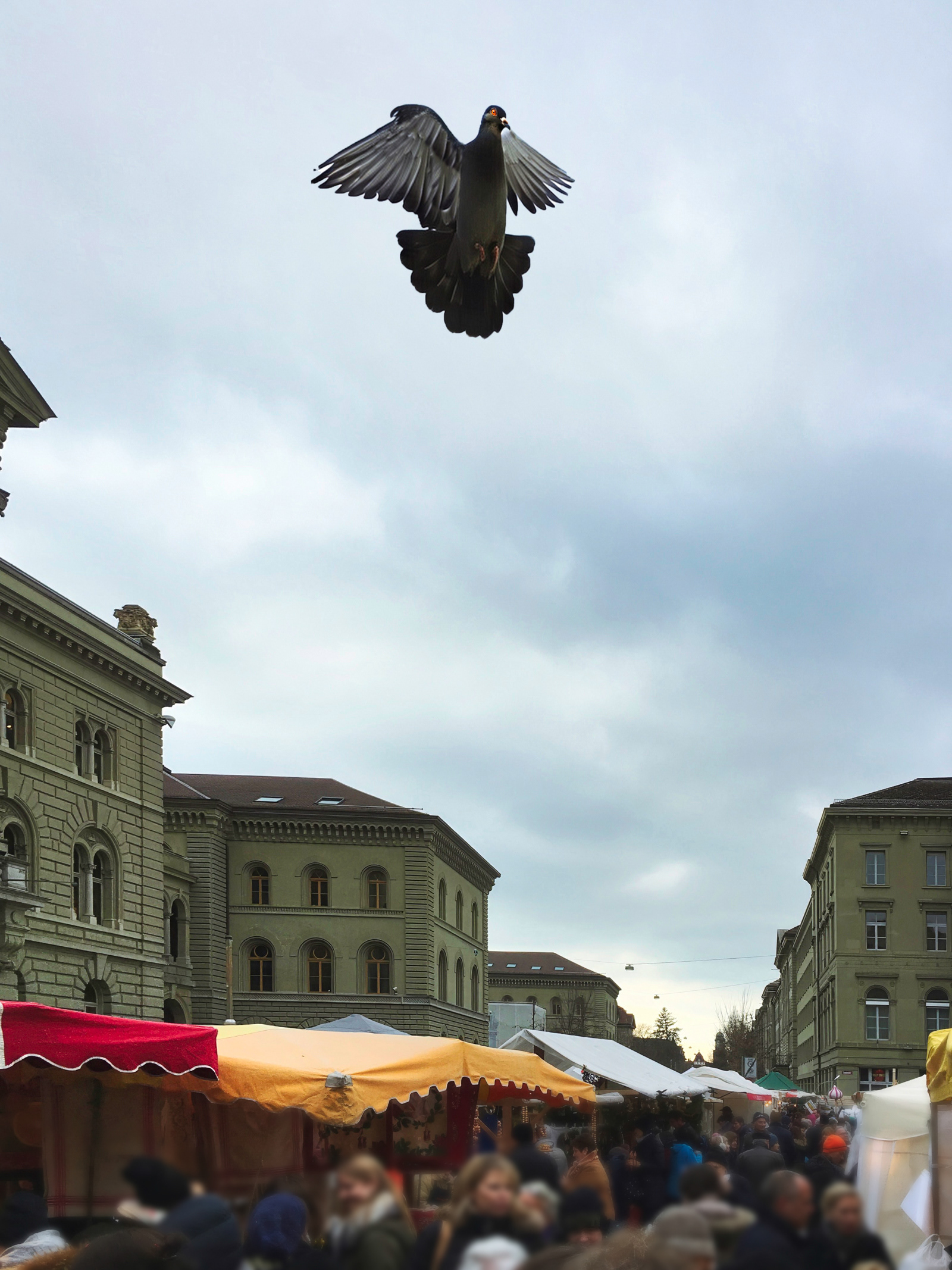 Taube über dem Fest