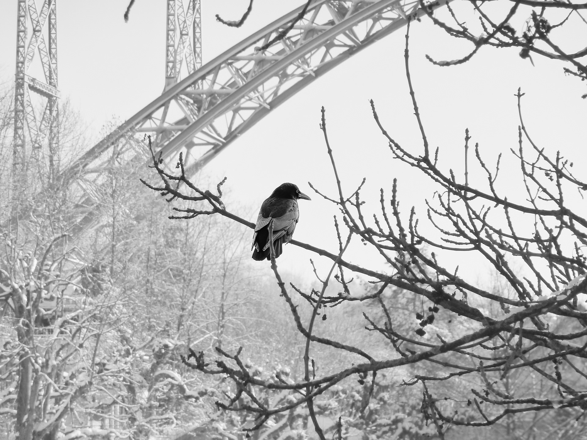 Winterkrähe