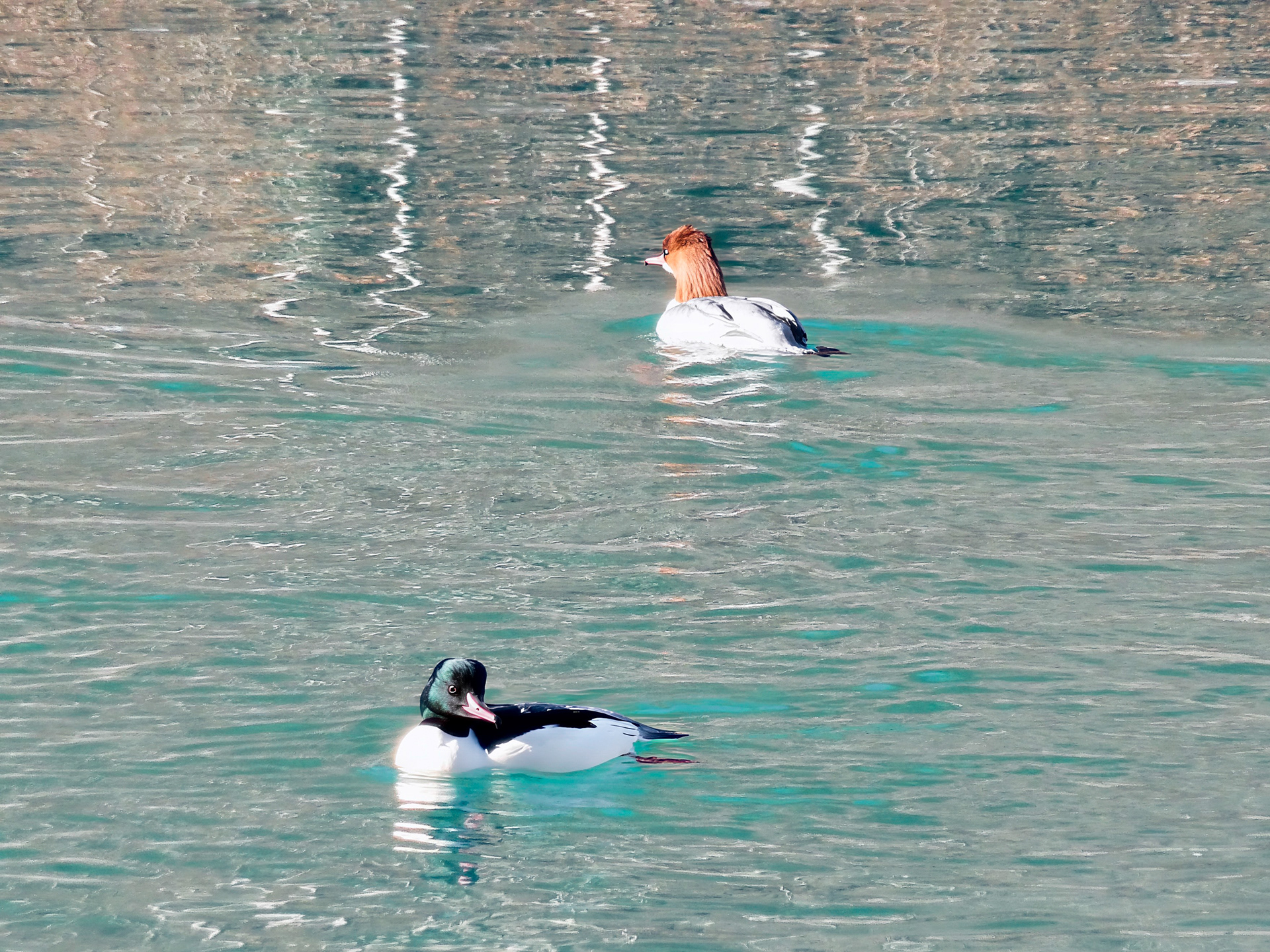 Gänsesäger auf der Aare