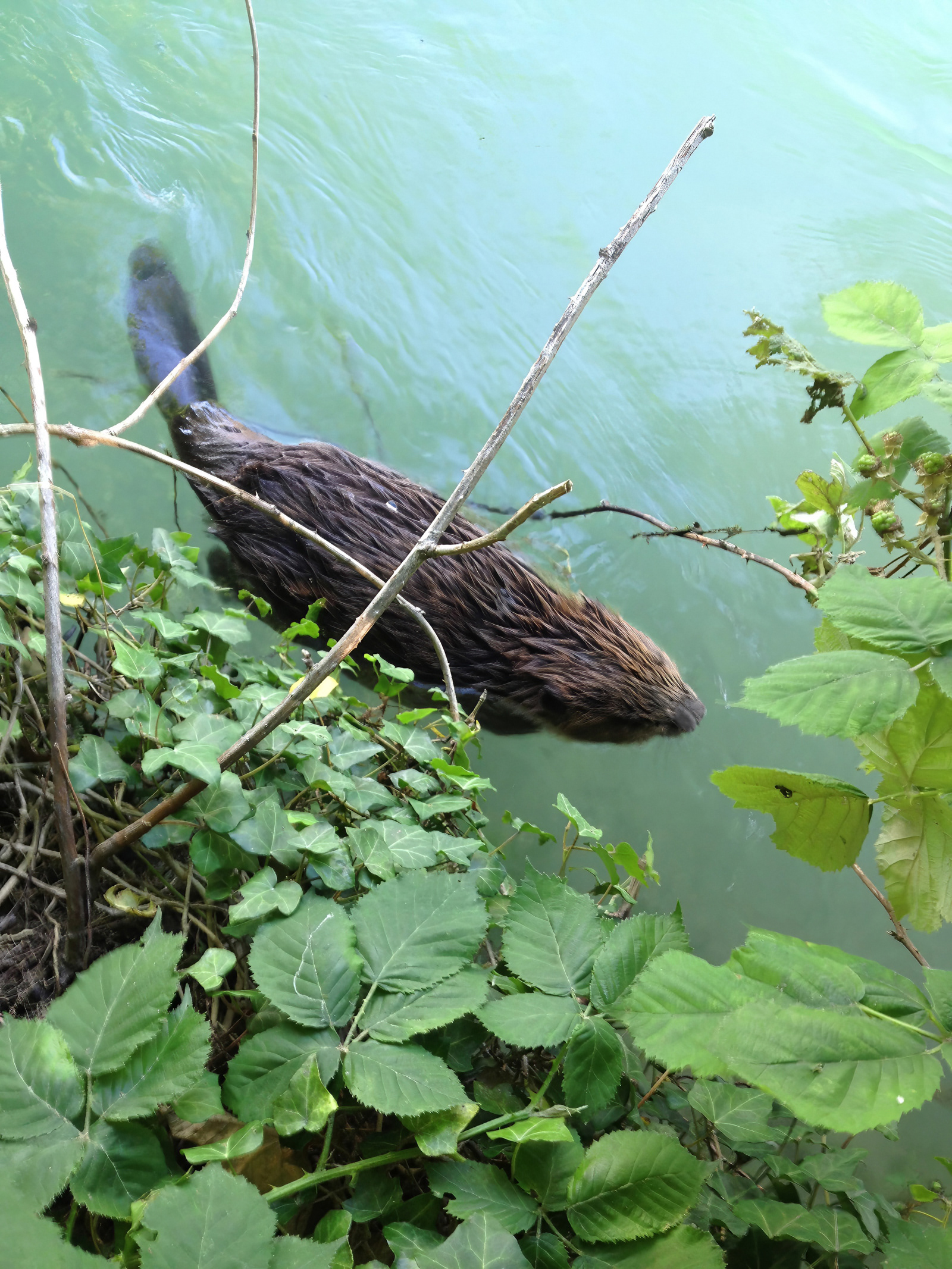 Bilderbaby in der Aare