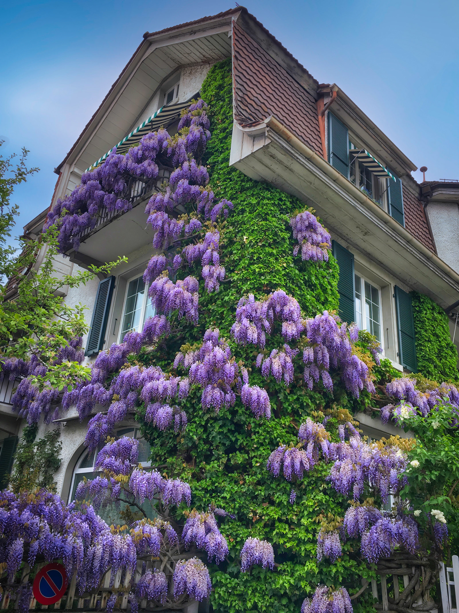 Vom Blaueregen umhüllt
