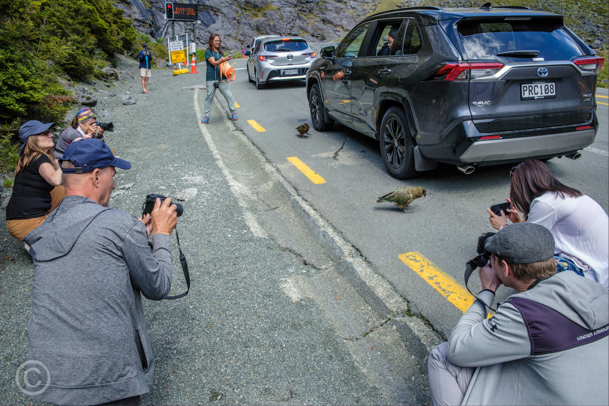 Tourists photographing kea while waiting to go through the Homer Tunnel on the way to Milford Sound