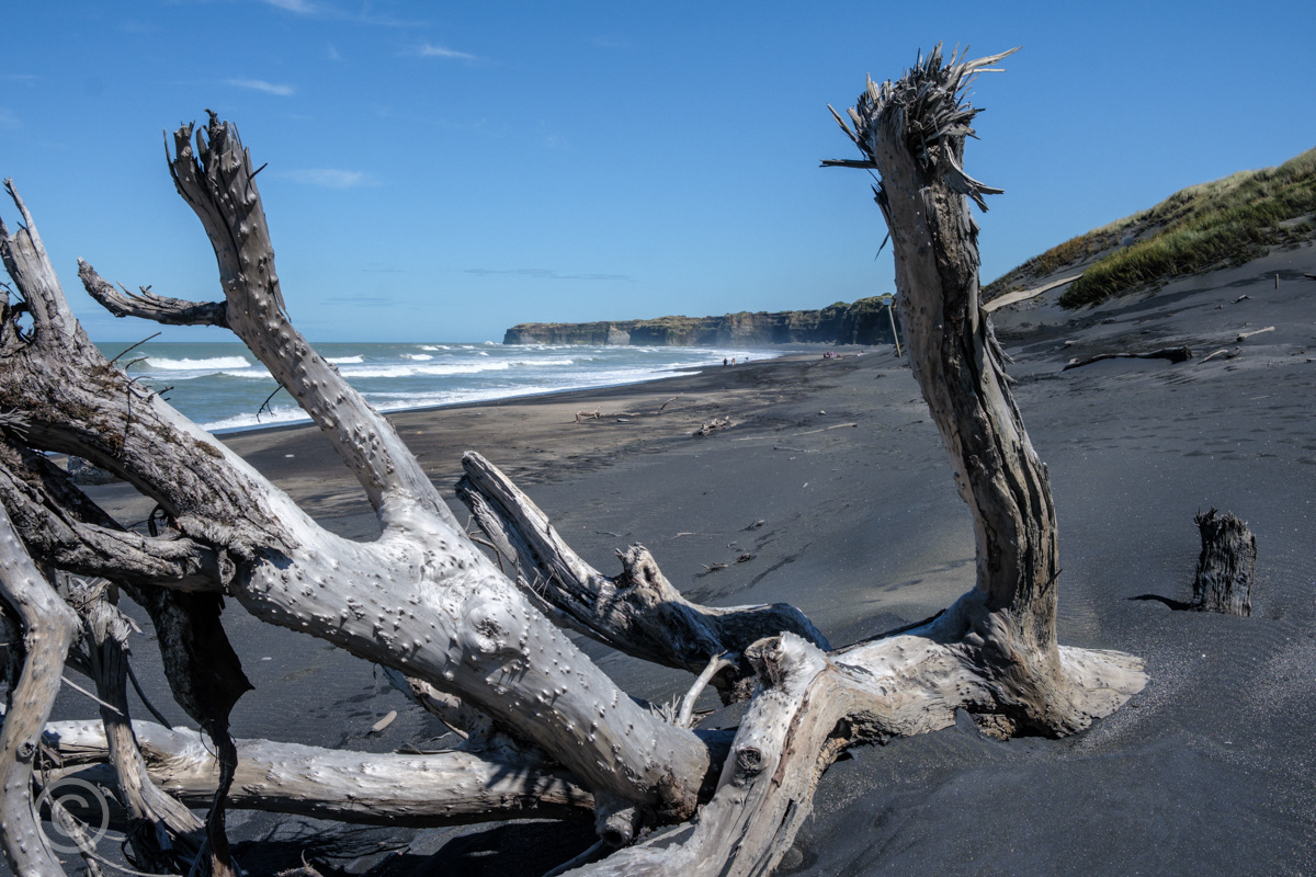 Driftwood on the black sand beach at Mana Bay