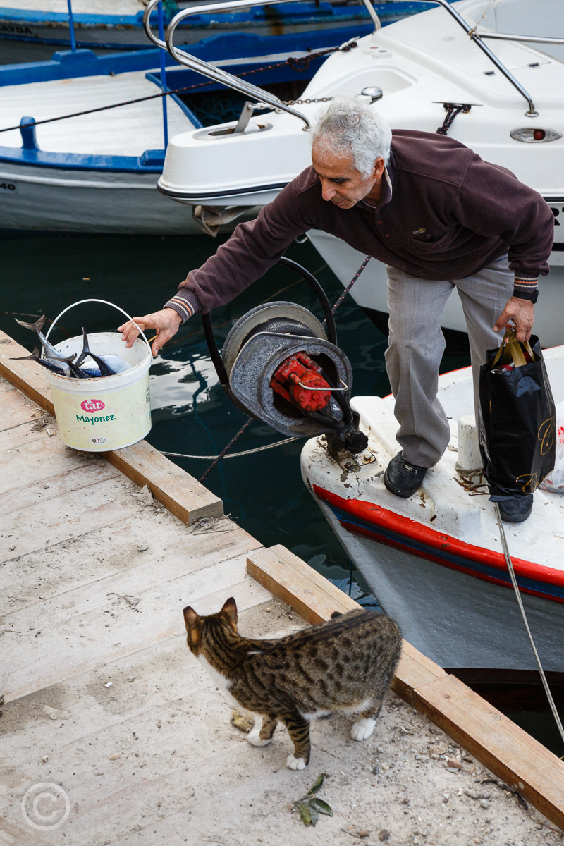 A fisherman with his catch at Girne (Kyrenia), Northern Cyprus