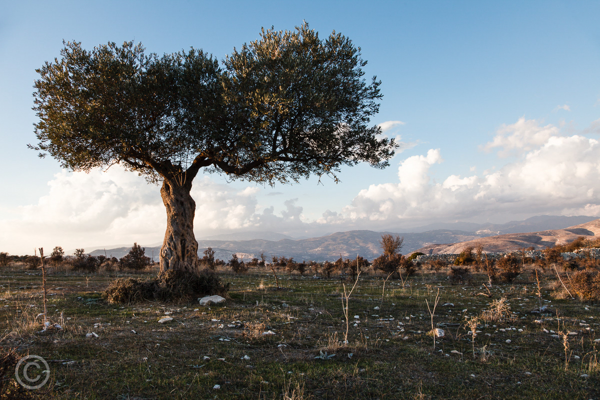 Olive tree in the foothills of the Troodos Mountains