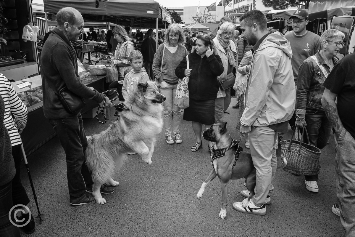 Canine confrontation, Erquy, Brittany, France