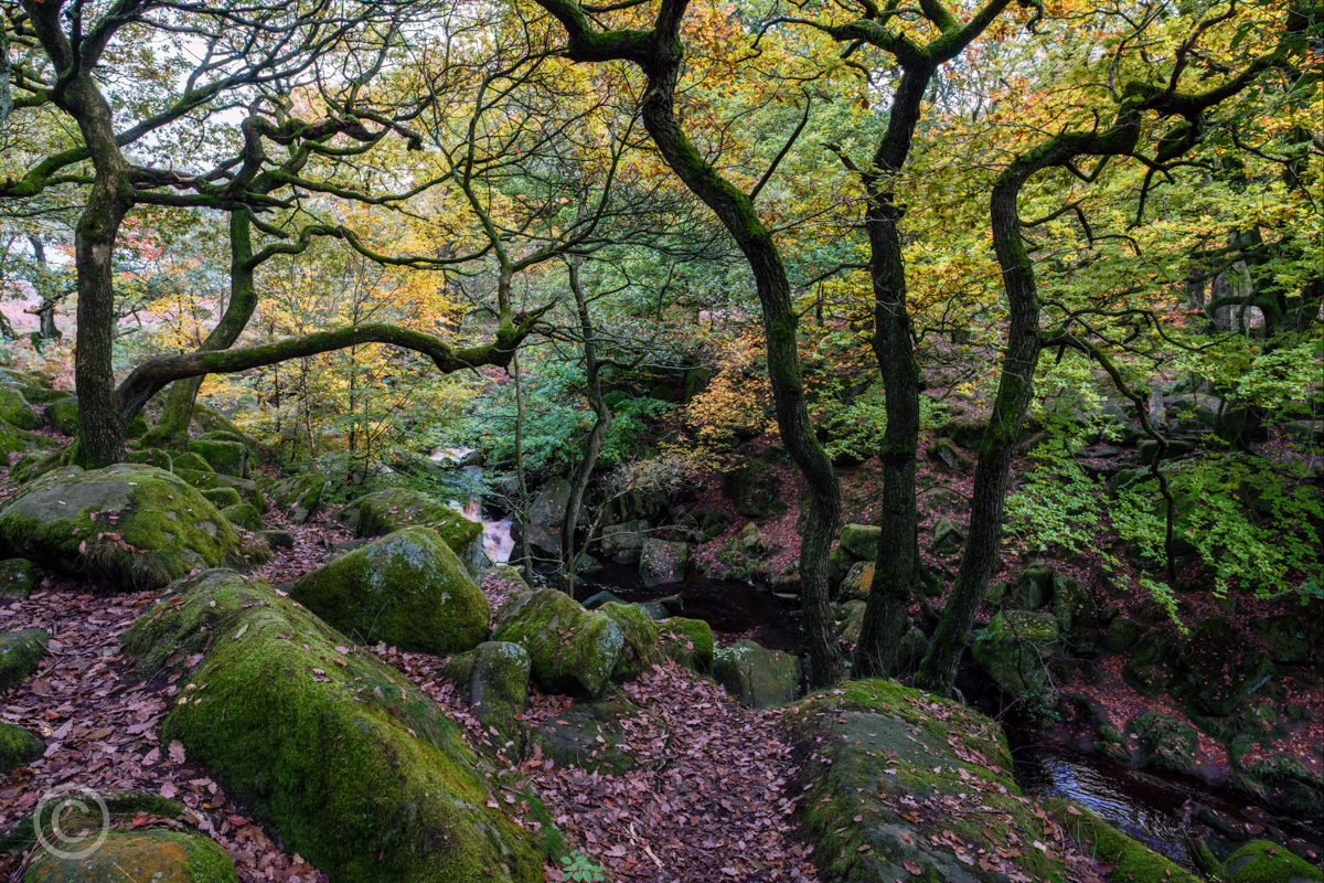 Padley Gorge, Peak District