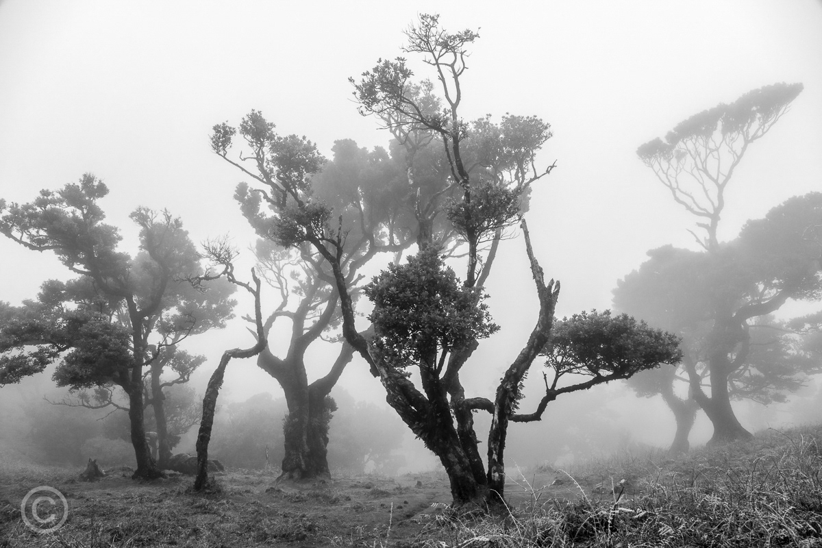 Laurisilva forest near Fanal, Madeira